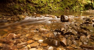 Collins Stream, Pakuratahi Forest, Te Marua