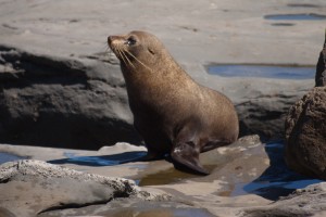 Fur Seal, Cape Palliser