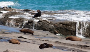 Fur Seals, Cape Palliser