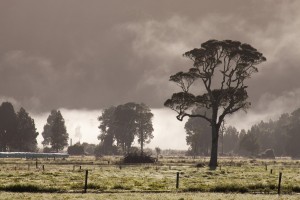 Hokitika Farm, Westland