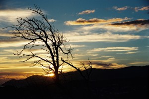 Knarled Tree, Wellington South Coast