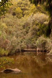 Ship Creek, South Westland