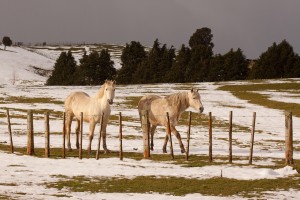 Snow Ponies, Taihape