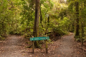 Tanes Track, Pakuratahi Forest, Te Marua