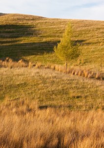 Wairarapa, Ridgeline