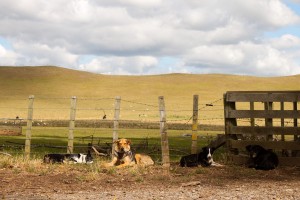 Farm Dogs, Rangitikei